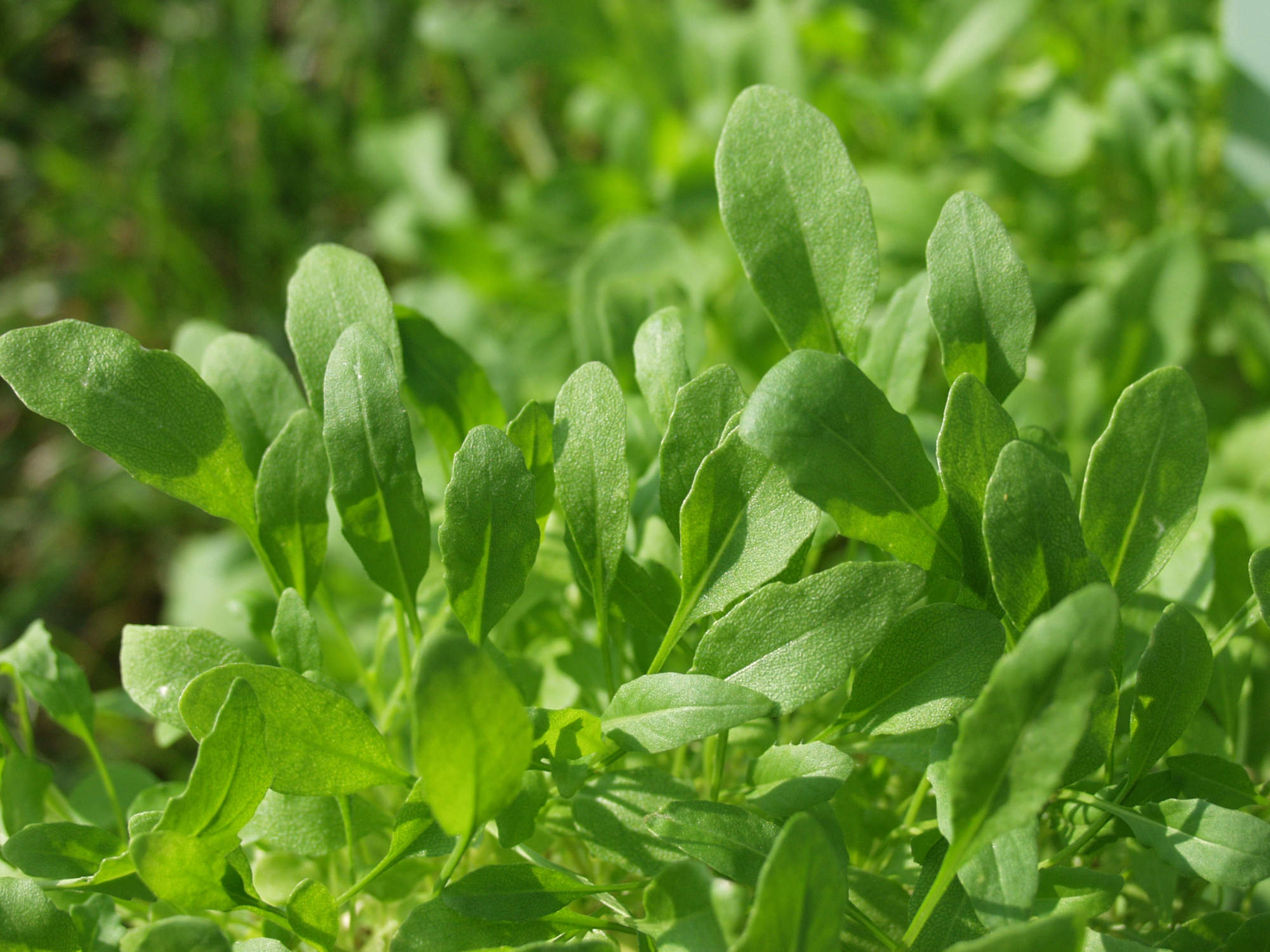 Saatgut Dillmann Bio Saatgut-Holzbox S ("Kräutergarten")