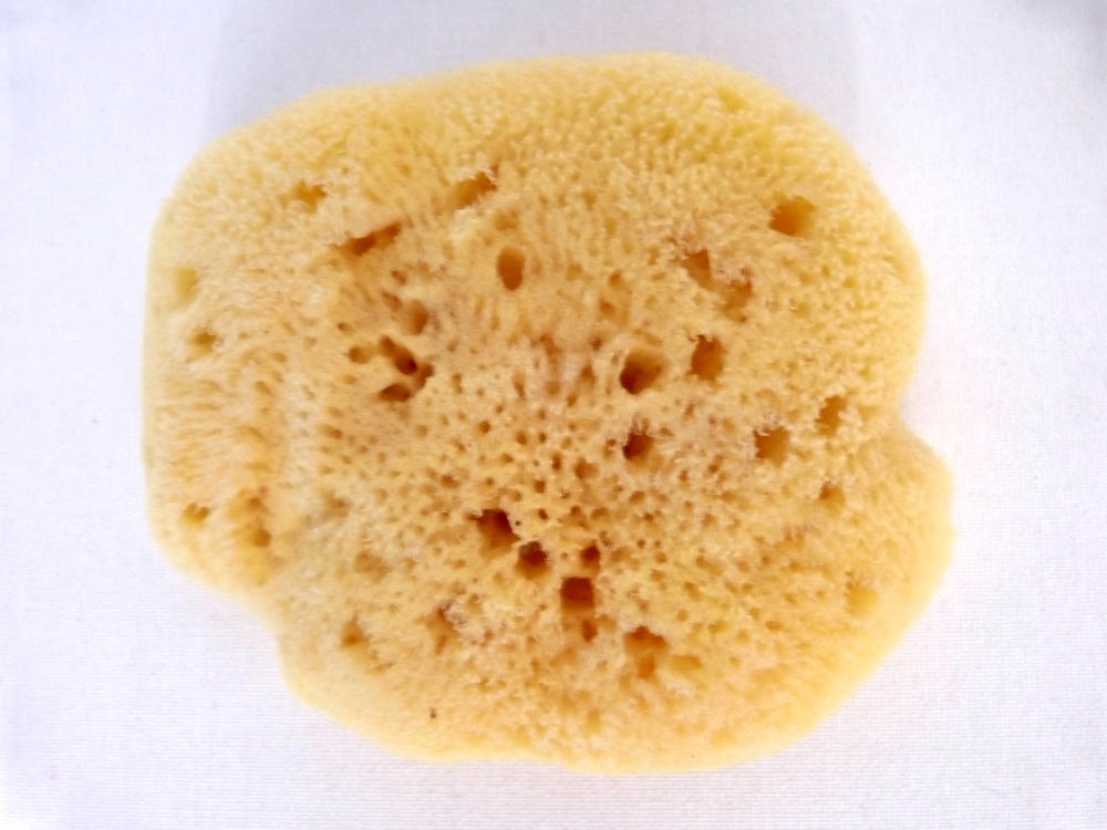 Croll & Denecke Naturschwamm feinporig (10 cm)