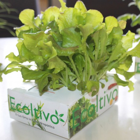 Grüner Salat Hydrokultur-Behälter