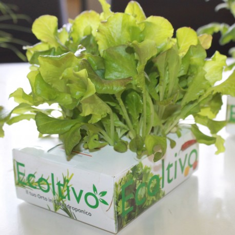 Grüner Salat Hydrokultur-Behälter