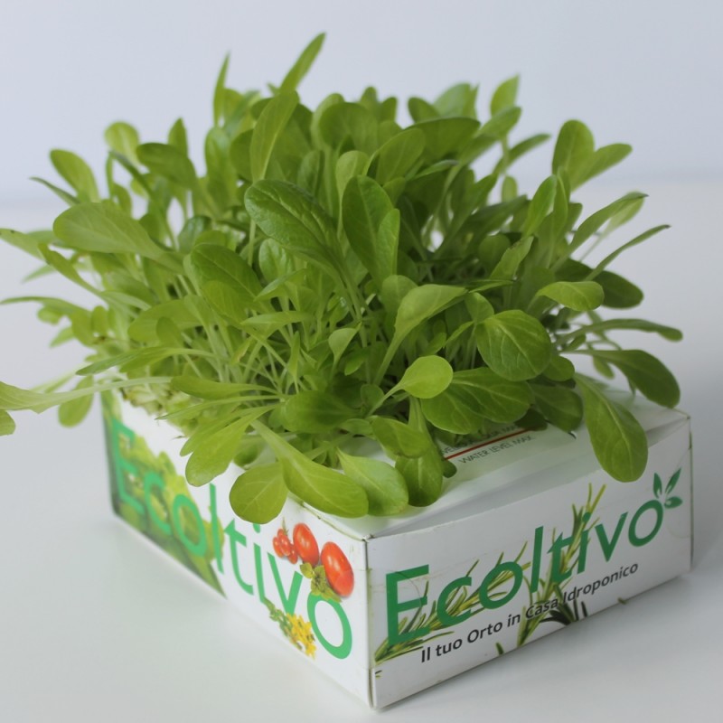 Blatt Salat ohne Erde