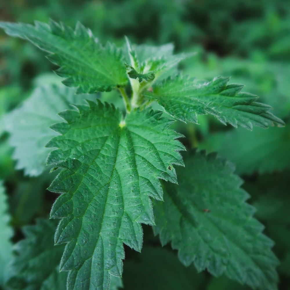 Wilde Kräuter & Co. Brennnesselsamen 50g Bio