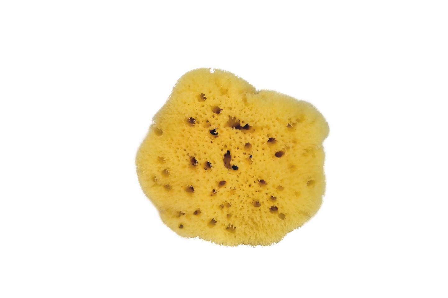 Croll & Denecke Naturschwamm feinporig (10 cm)